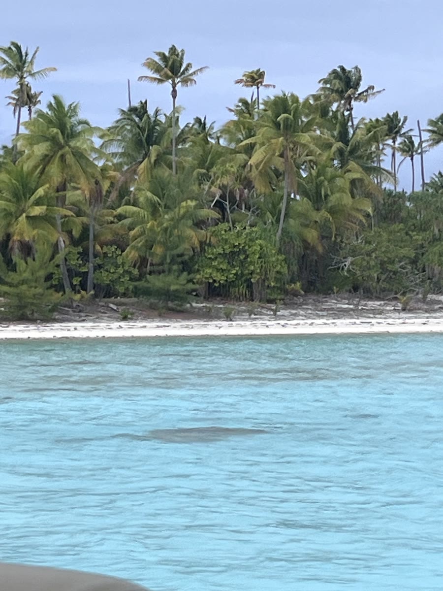 A palm-covered motu beach beside clear turquoise water